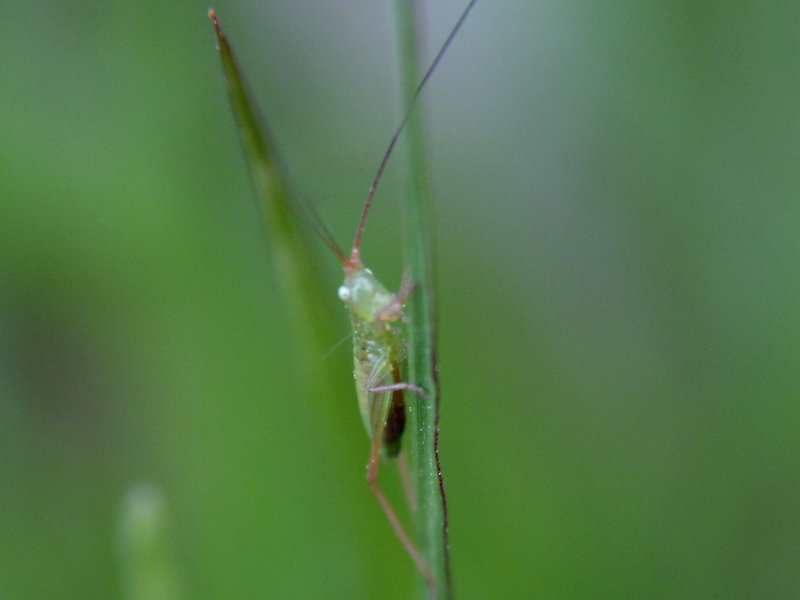 Katydid instar {!--어린 베짱이 종류-->; DISPLAY FULL IMAGE.