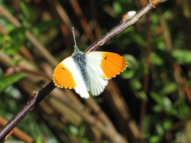 Orange Tip butterfly (Anthocharis cardamines); DISPLAY FULL IMAGE.