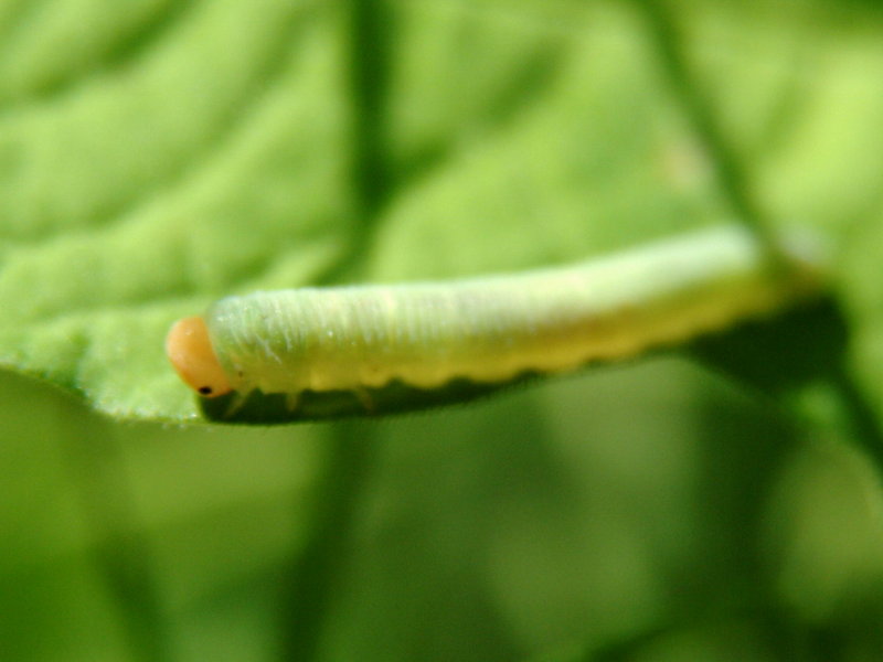 Butterfly's caterpillar {!--나비애벌레-->; DISPLAY FULL IMAGE.