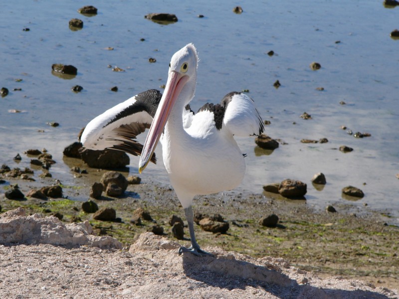 One legged Australian pelican 2; DISPLAY FULL IMAGE.