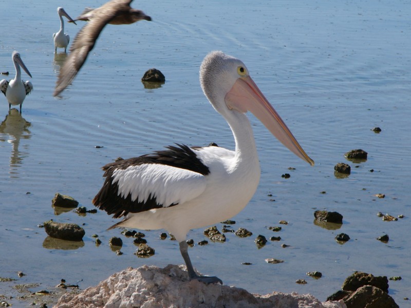 One legged Australian pelican 3; DISPLAY FULL IMAGE.