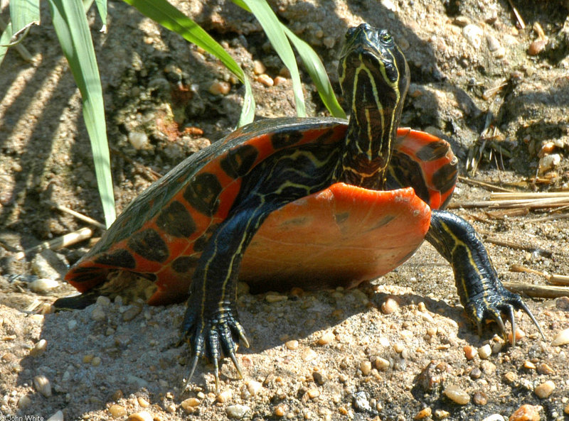 Northern Red-bellied Cooter (Pseudemys rubriventris rubriventris); DISPLAY FULL IMAGE.