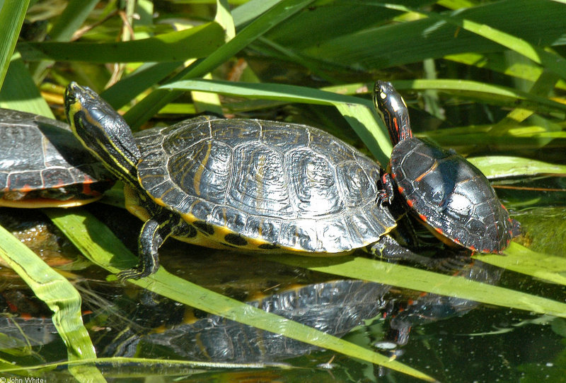 Yellowbelly Slider (Trachemys scripta scripta) and Eastern Painted Turtle (Chrysemys picta picta); DISPLAY FULL IMAGE.