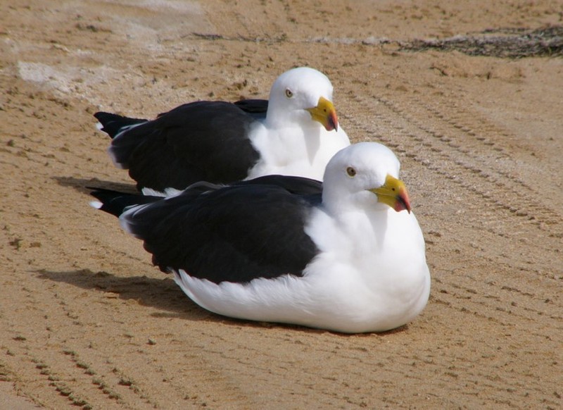 pigeon pair 2 -  - Pacific Gull (Larus pacificus); DISPLAY FULL IMAGE.