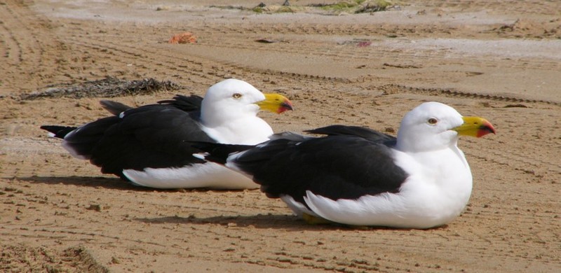 pigeon pair 1; DISPLAY FULL IMAGE.