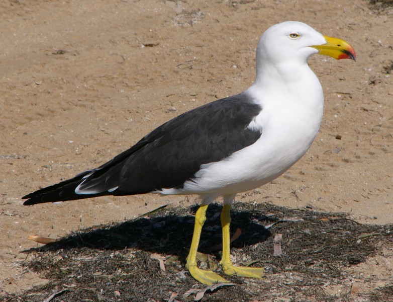adult pacific gull; DISPLAY FULL IMAGE.