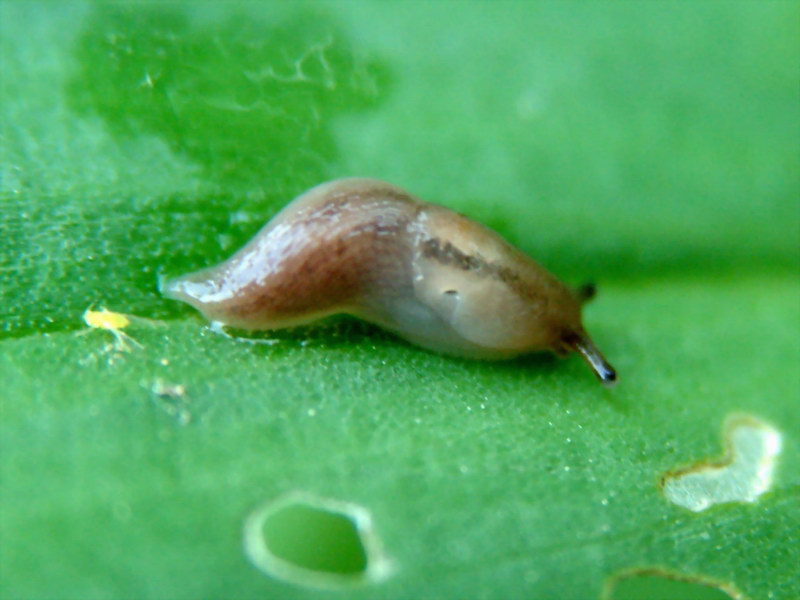 Incilaria confusa (Korean Land Slug) {!--민달팽이-->; DISPLAY FULL IMAGE.