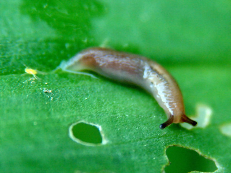 Incilaria confusa (Korean Land Slug) {!--민달팽이-->; DISPLAY FULL IMAGE.