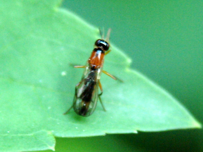 Small fly; DISPLAY FULL IMAGE.