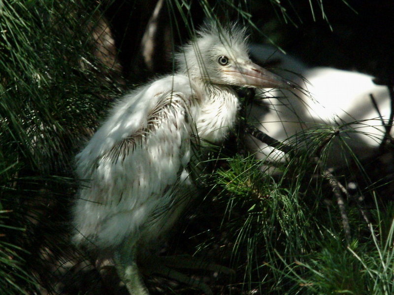 Egretta garzetta garzetta (Little Egret chick) {!--쇠백로 새끼-->; DISPLAY FULL IMAGE.