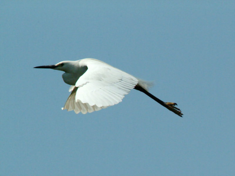 Egretta garzetta garzetta (Little Egret in flight) {!--쇠백로의 비행-->; DISPLAY FULL IMAGE.