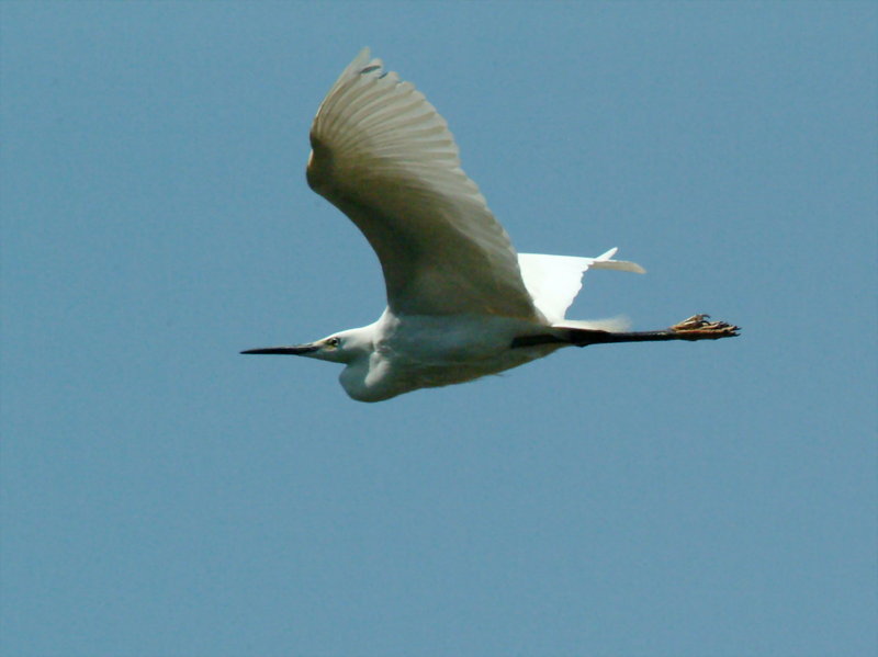 Egretta garzetta garzetta (Little Egret in flight) {!--쇠백로의 비행-->; DISPLAY FULL IMAGE.