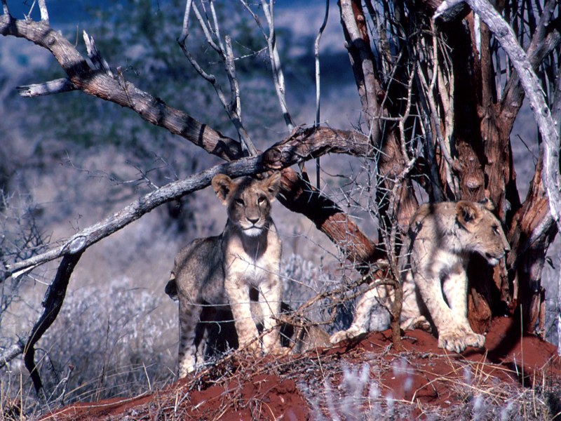 Adventurous Lion Cubs, Kenya; DISPLAY FULL IMAGE.