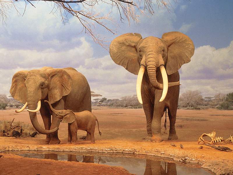 Are We There Yet? (African Elephants); DISPLAY FULL IMAGE.