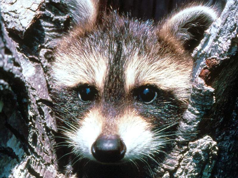 Baby Raccoon, Kalispell, Montana; DISPLAY FULL IMAGE.