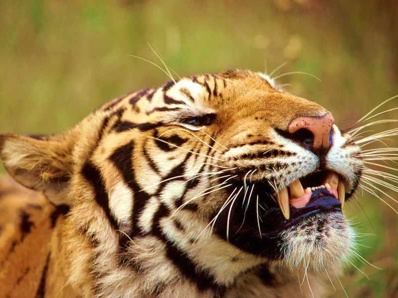 Bengal Tiger, Bangladesh, Nepal, India; DISPLAY FULL IMAGE.
