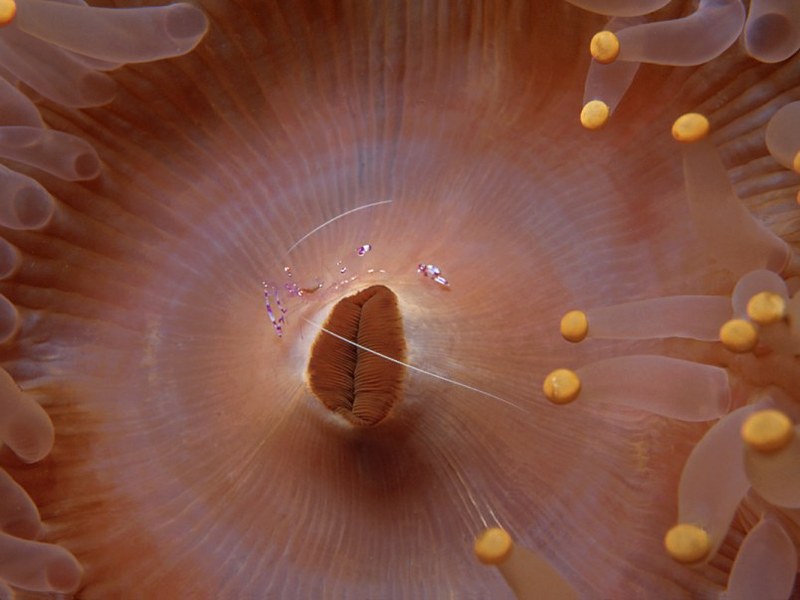 Circle of Life (Anemone Shrimp on Sea Anemone), French Polynesia; DISPLAY FULL IMAGE.