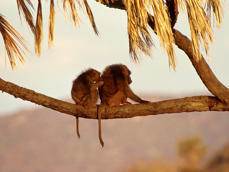 Companionship, Kenya, Africa (Baboons); DISPLAY FULL IMAGE.