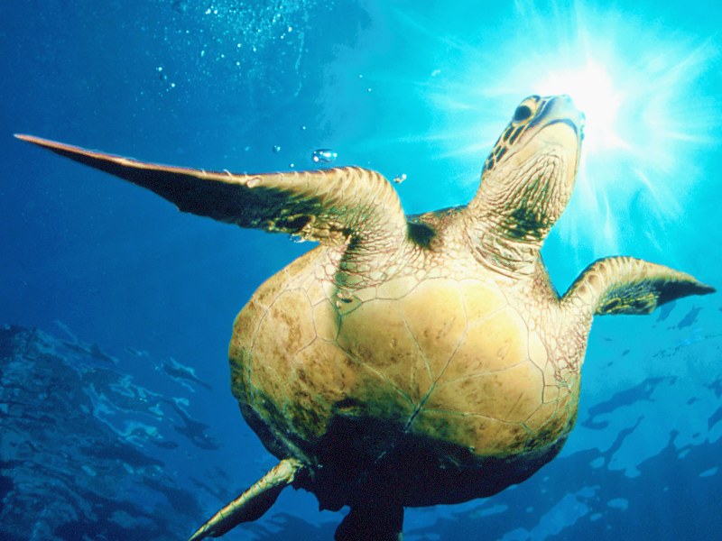 Green Sea Turtle, Hawaii; DISPLAY FULL IMAGE.