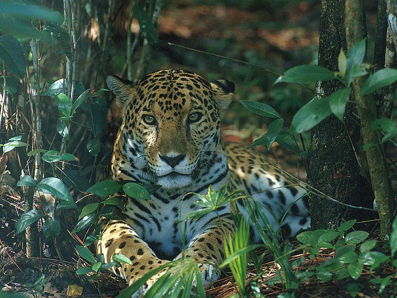 Jaguar, Belize, Central America; DISPLAY FULL IMAGE.