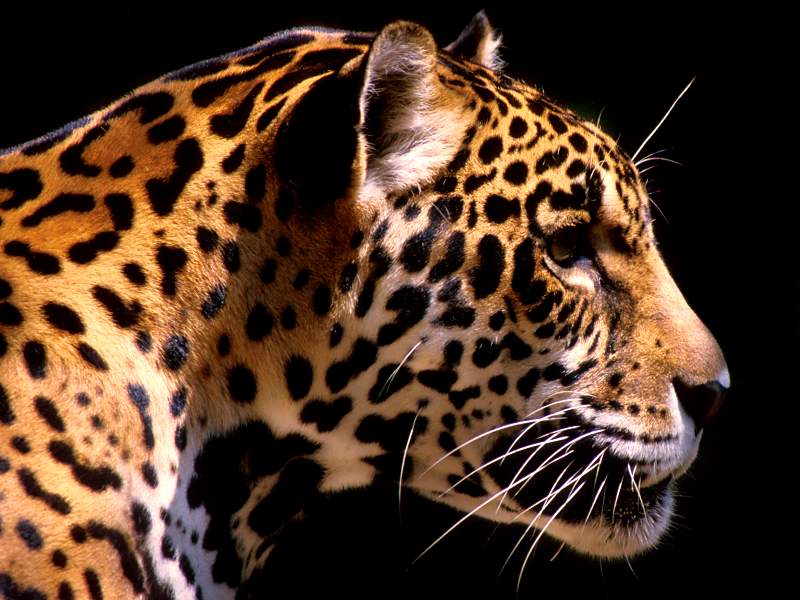 Jaguar, South America; DISPLAY FULL IMAGE.