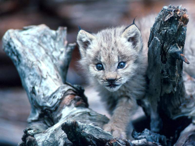 Canada Lynx Cub, Loomis State Forest, Washington; DISPLAY FULL IMAGE.