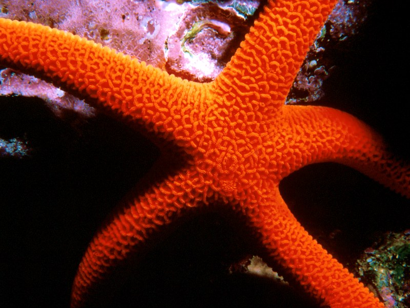 Orange Starfish, Great Barrier Reef, Australia; DISPLAY FULL IMAGE.