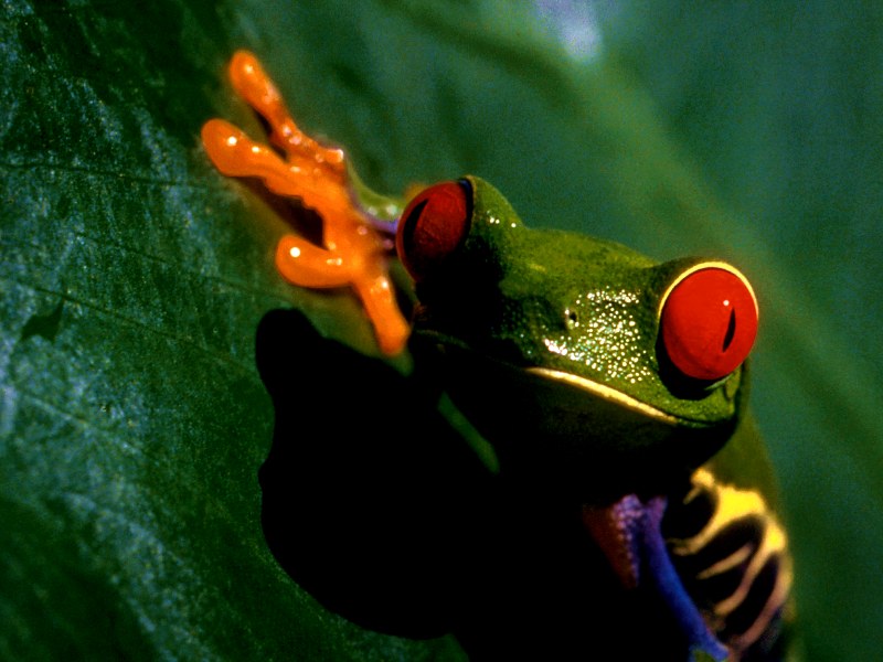 Poisonous Beauty (Red-eyed Treefrog); DISPLAY FULL IMAGE.
