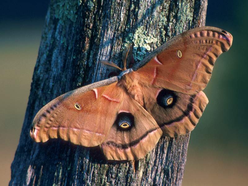 Polyphemus Moth, Massachusetts; DISPLAY FULL IMAGE.
