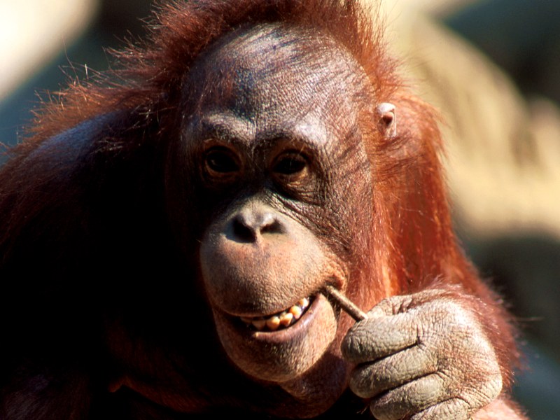 Pondering Orangutan, Kalimantan, Southeast Asia; DISPLAY FULL IMAGE.