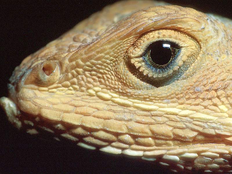 Reptile Close-Up (Iguana?); DISPLAY FULL IMAGE.