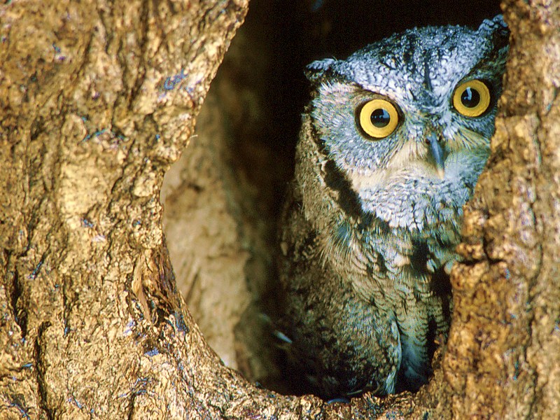 Screech Owl, Southern Texas; DISPLAY FULL IMAGE.