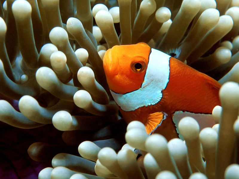 Underwater Camouflage, South Pacific (Clownfish); DISPLAY FULL IMAGE.
