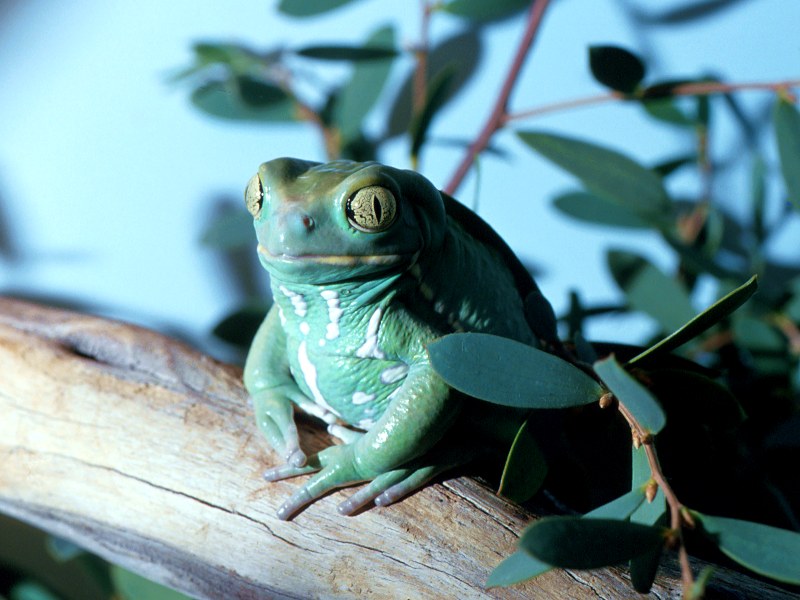 Waxy Frog, Paraguay; DISPLAY FULL IMAGE.