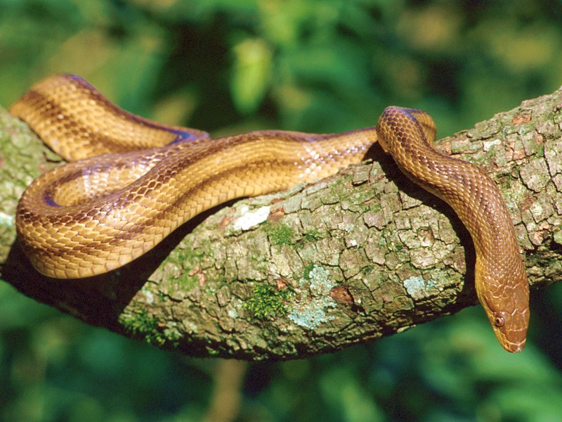 Yellow Rat Snake, Southern Florida; DISPLAY FULL IMAGE.