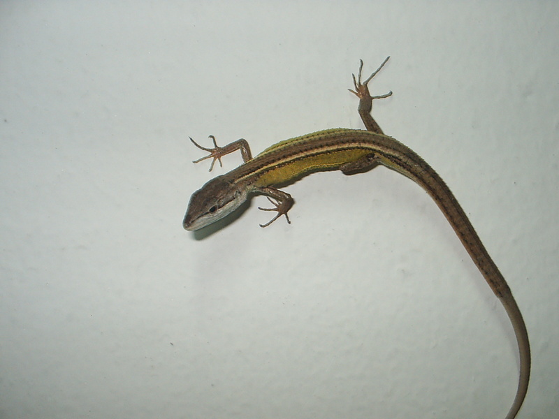 Takydromus　septentrionalis   中文名:　北草???; DISPLAY FULL IMAGE.