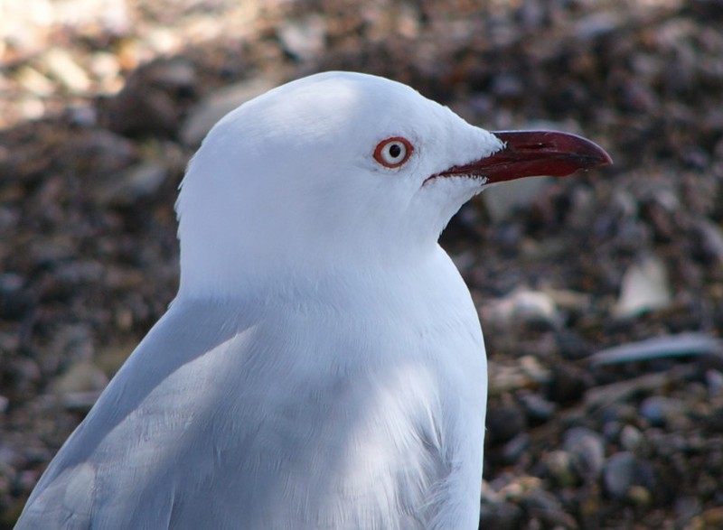 seagull; DISPLAY FULL IMAGE.