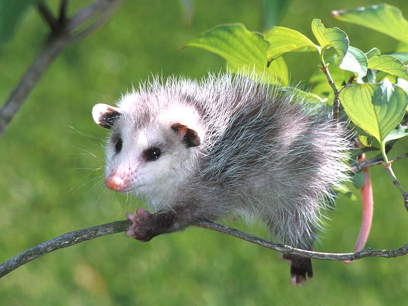 Baby Virginia Opossum; DISPLAY FULL IMAGE.