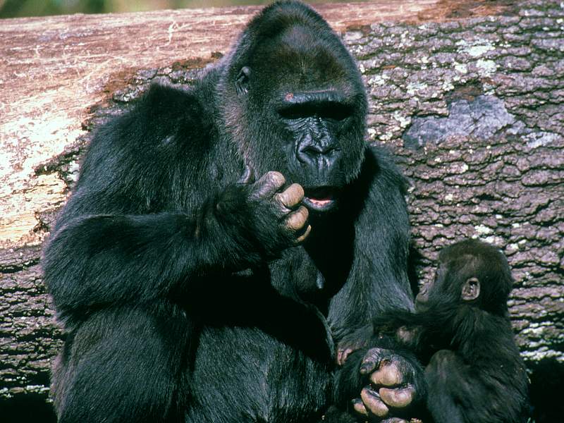 Father and Son (Gorilla); DISPLAY FULL IMAGE.