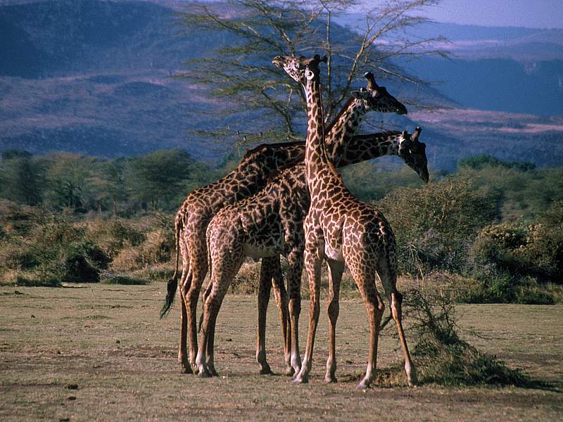 Three Necks, Africa (Giraffes); DISPLAY FULL IMAGE.