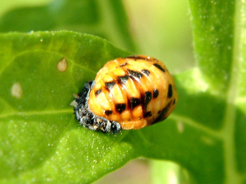 Ladybug's pupae {!--무당벌레 번데기-->; DISPLAY FULL IMAGE.