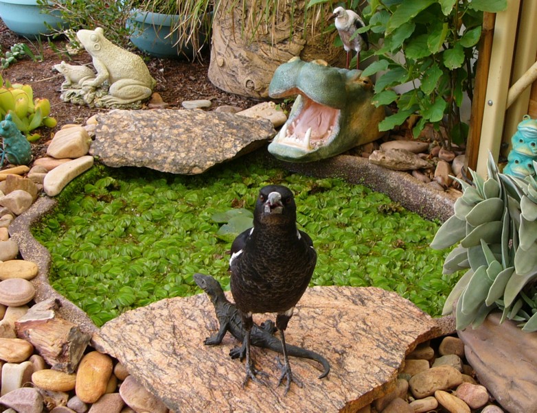 Australian magpie 1; DISPLAY FULL IMAGE.