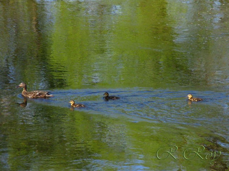 ducks; DISPLAY FULL IMAGE.