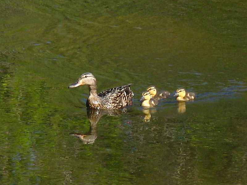 Cropping of R??my Roy's Duckling Photo; DISPLAY FULL IMAGE.
