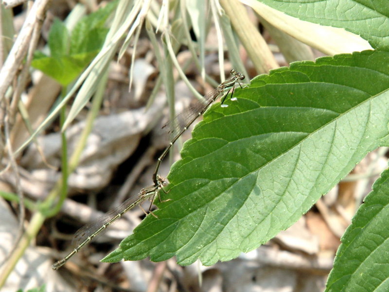 Platycnemis phillopoda (Leaf-legged Damselfly) {!--교미중인 방울실잠자리-->; DISPLAY FULL IMAGE.