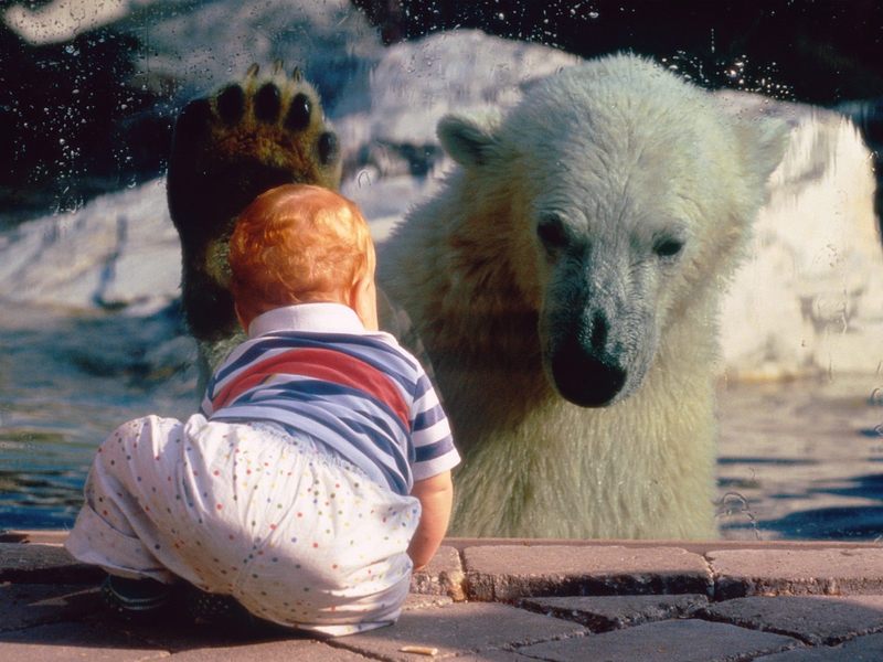 A Close Encounter (Polar Bear and Baby); DISPLAY FULL IMAGE.