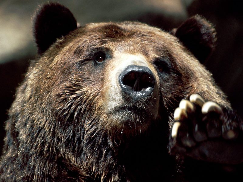 Brown Bear Up Close and Personal; DISPLAY FULL IMAGE.