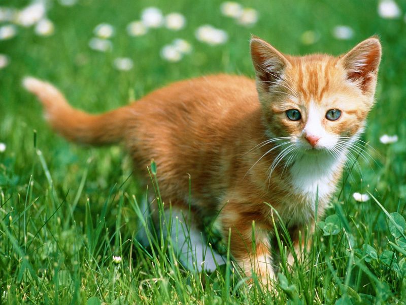 Exploring the Fields (Kitten); DISPLAY FULL IMAGE.