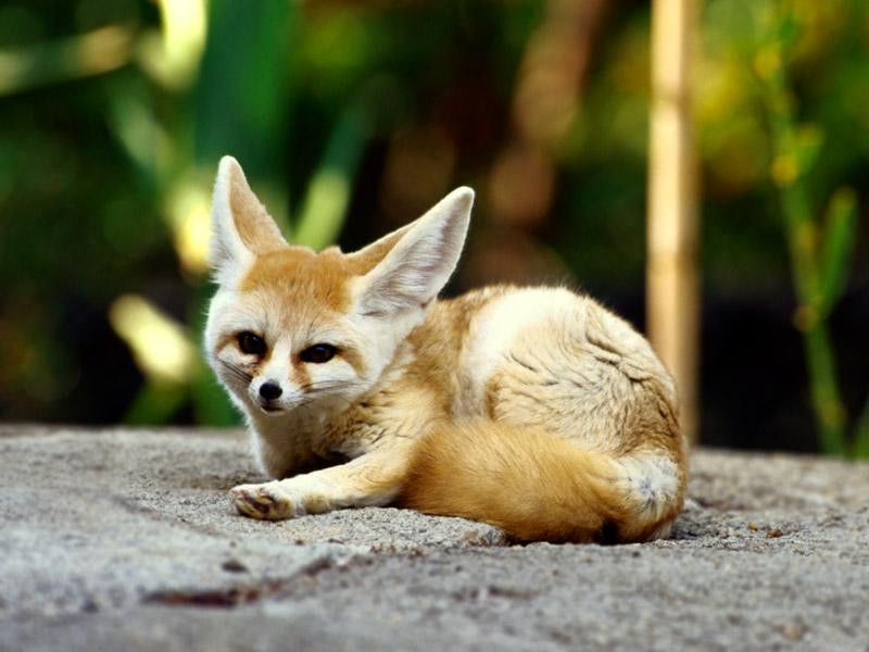 Fennec Fox, Memphis, Tennessee; DISPLAY FULL IMAGE.