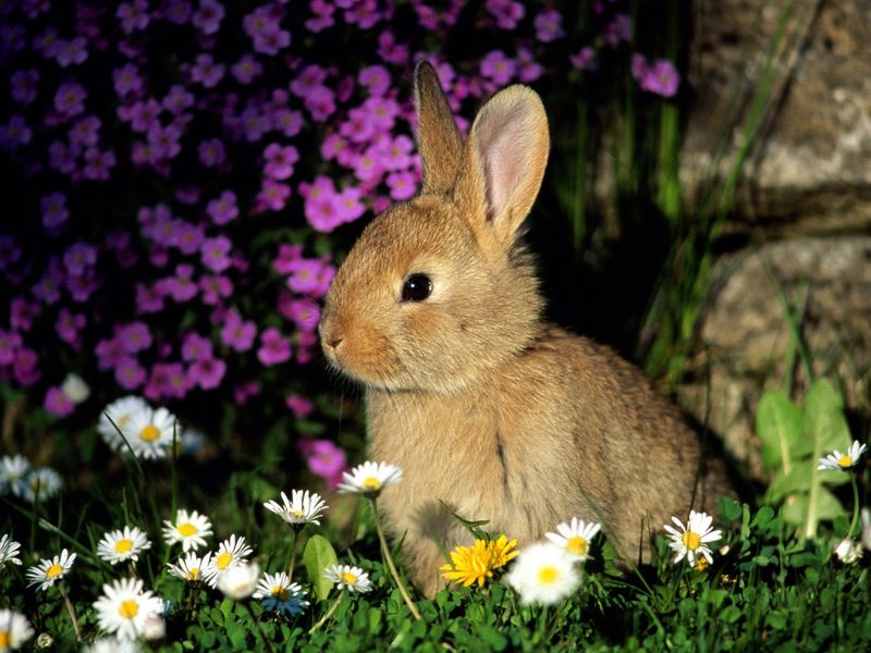 Funny Bunny; DISPLAY FULL IMAGE.
